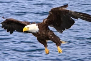 bald eagle