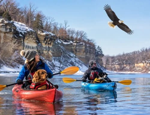 Bald Eagles at Starved Rock: A Winter Paddle Plan
